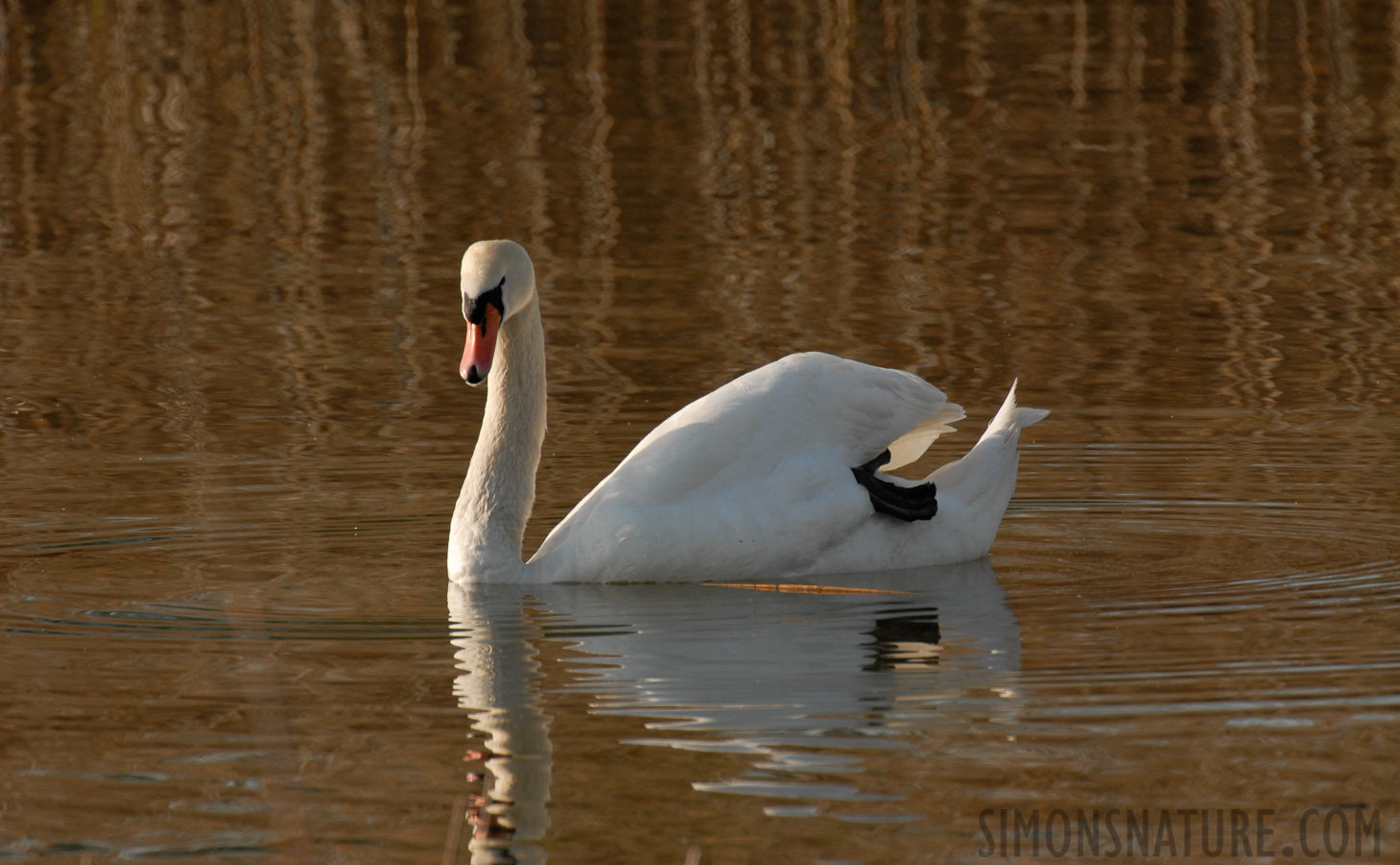 Cygnus olor [550 mm, 1/250 sec at f / 9.0, ISO 200]